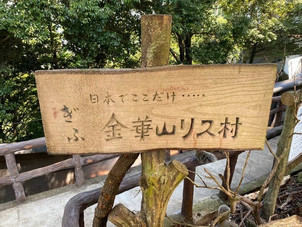 Squirrel Feeding Frenzy