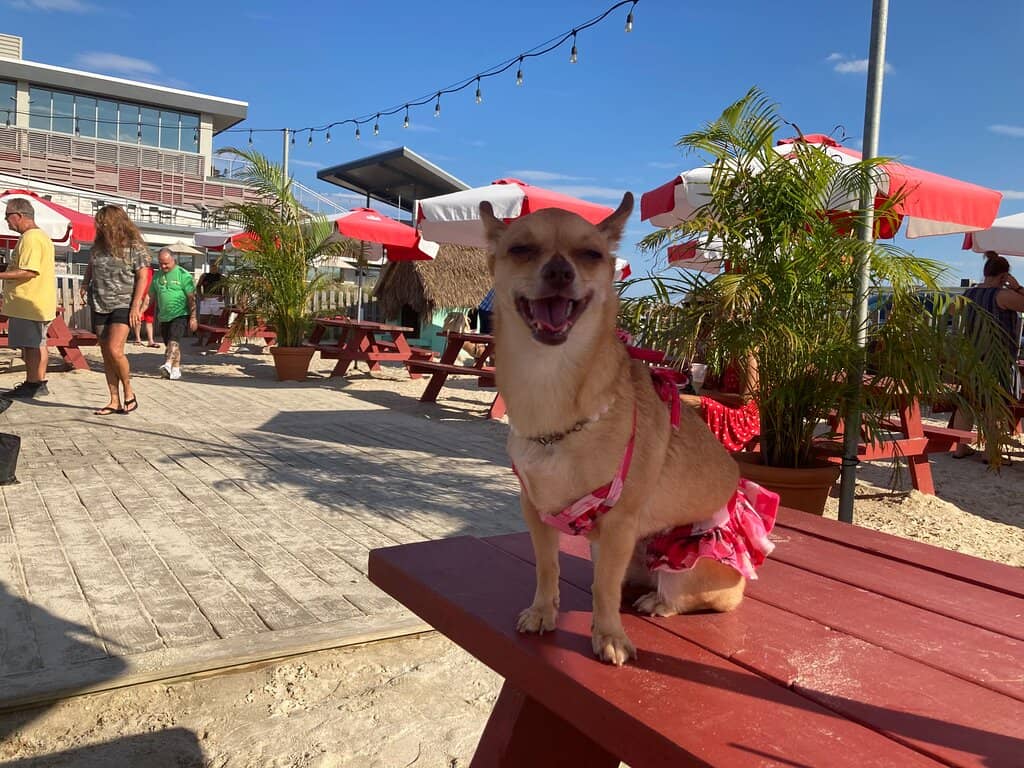 Dog-Friendly Patio