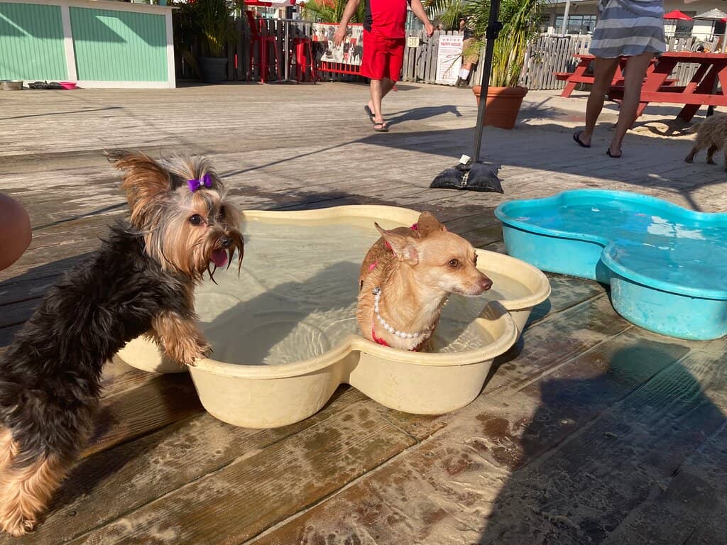 Bruce Springsteen Memorabilia