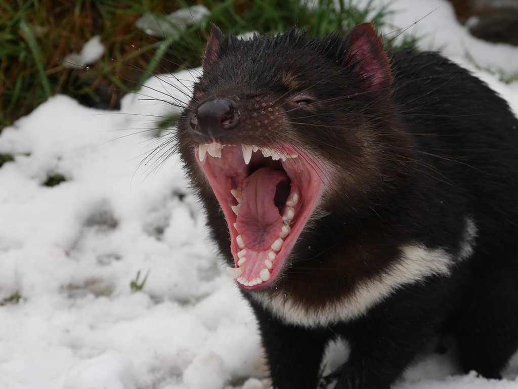Tasmanian Devil Feeding Tour