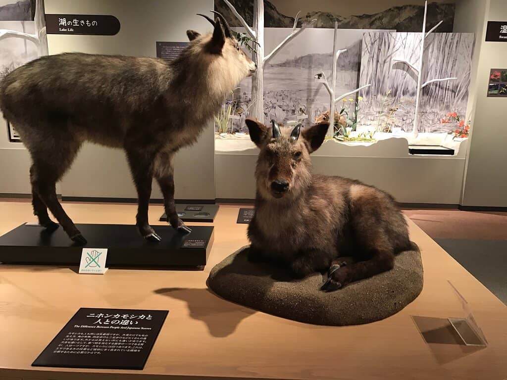 Local Fauna and Geology