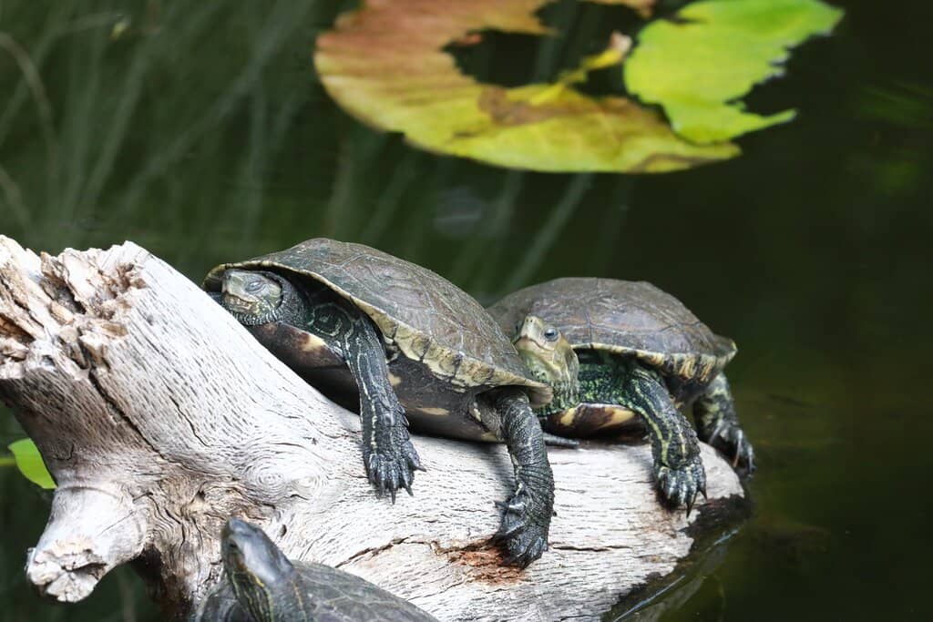 Global Tortoise Collection