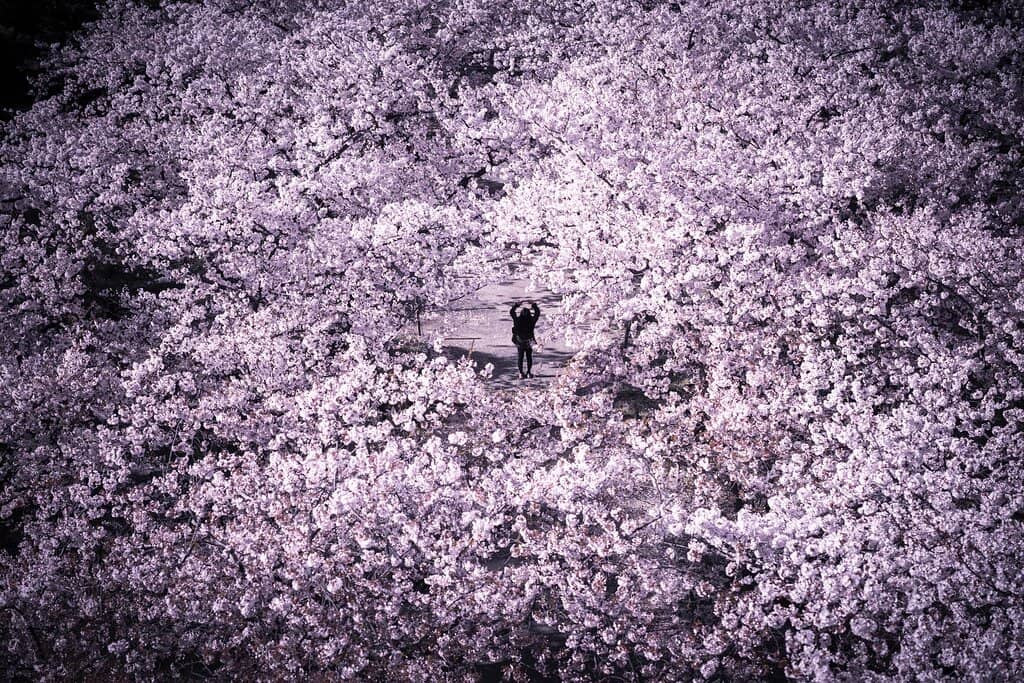 Cherry Blossom Spectacle