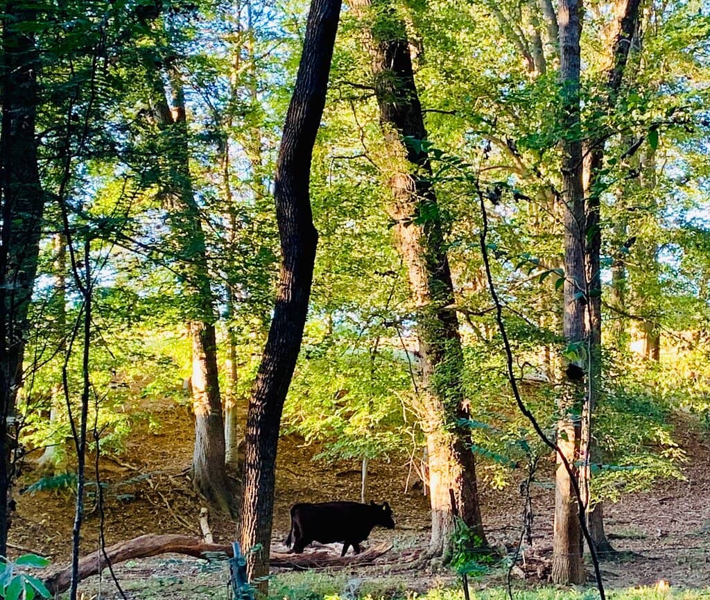 Well-Maintained Sports Fields