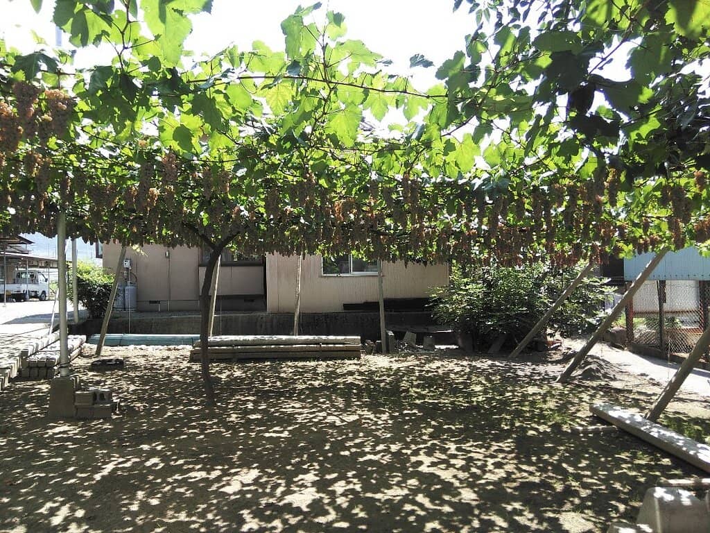 Historic Concrete Cellars