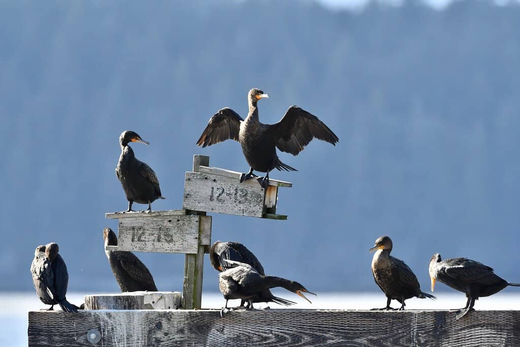 Botanical Beach Recommendation