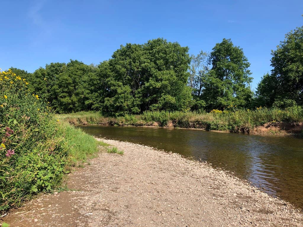 Salmon Migration Viewing