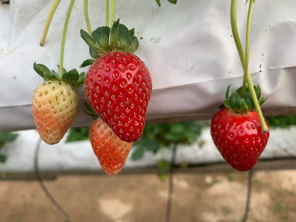 Freshly Picked Strawberries