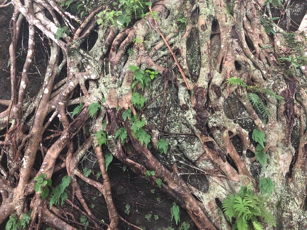 Victoria Peak Loop Trails