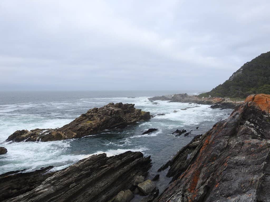 Rugged Coastal Forest Trail