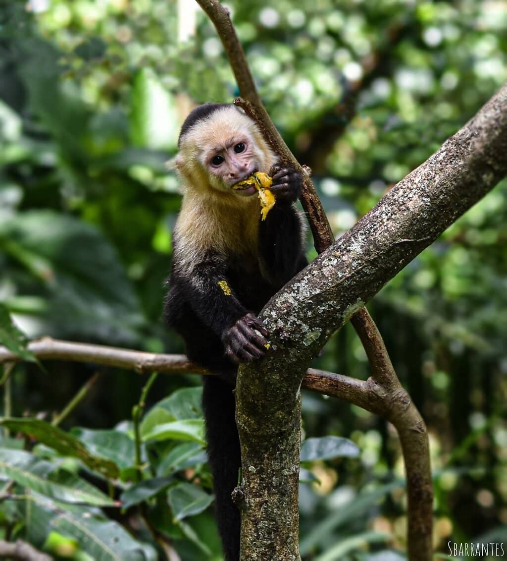 Interactive Animal Statues