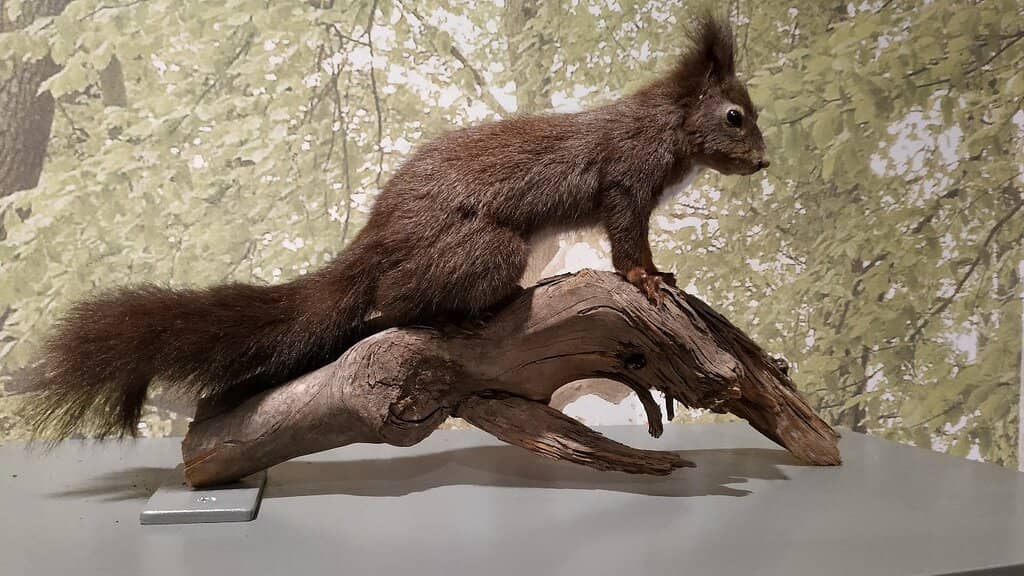 WWII and Colonial Era Exhibits