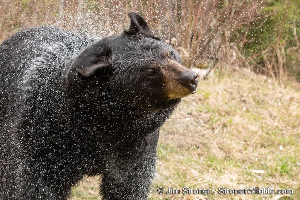 Behind-the-Scenes Bear Walk