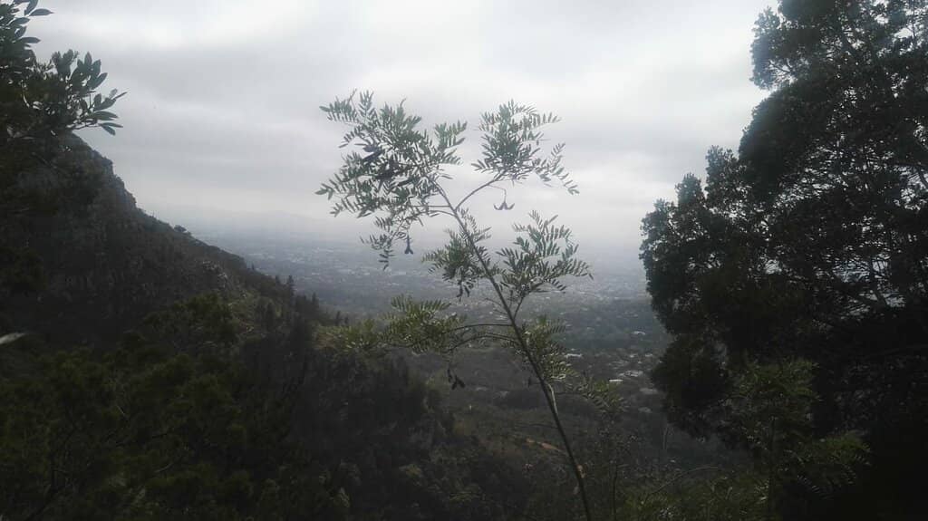 Dappled Sunshine Trails