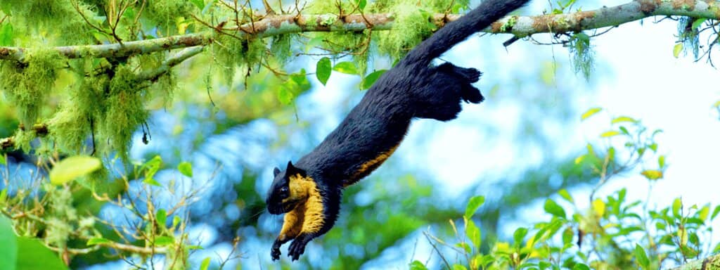 The Habitat Penang Hill