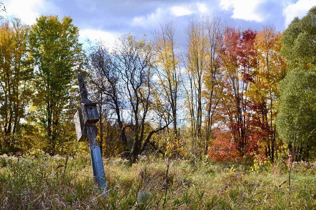 Abundant Wildlife Viewing