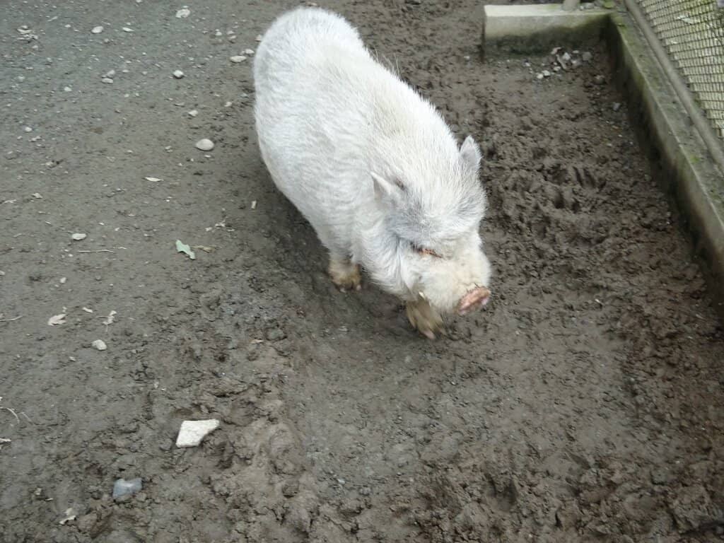 Guinea Pig and Duck Walks