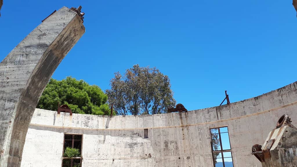 Kangaroos in Their Habitat