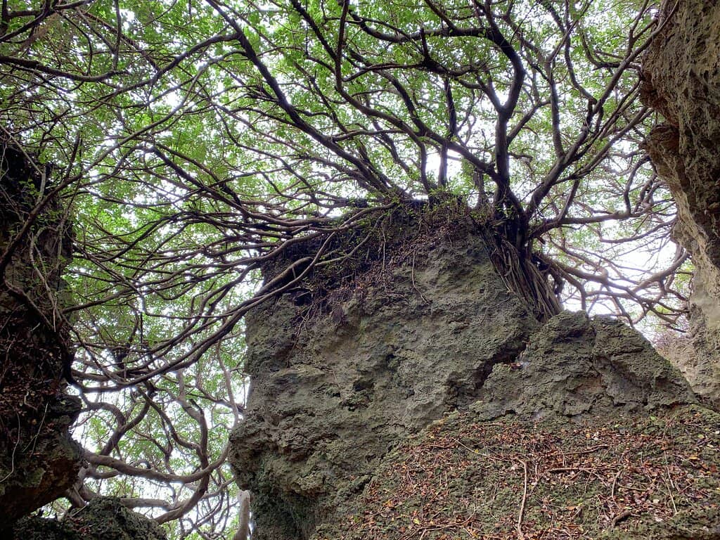Wood Sculpture Gallery