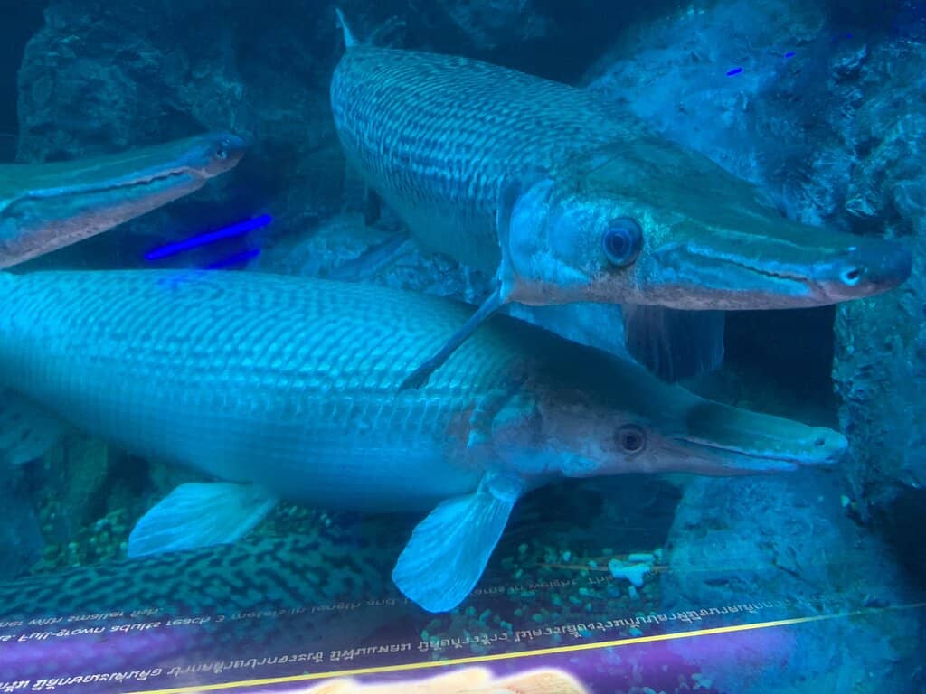Blooming Lotus Fields