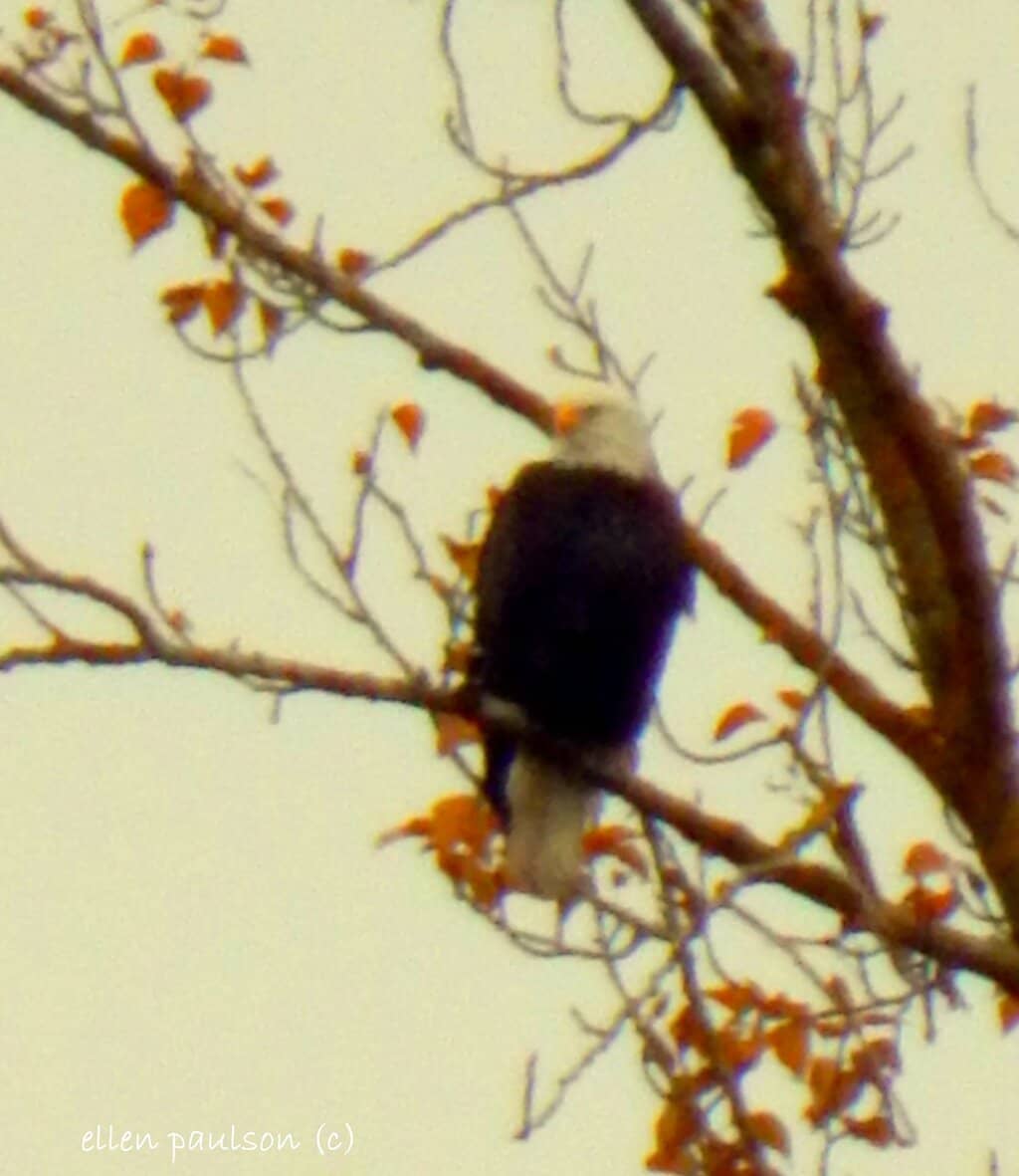Expansive Off-Leash Dog Park