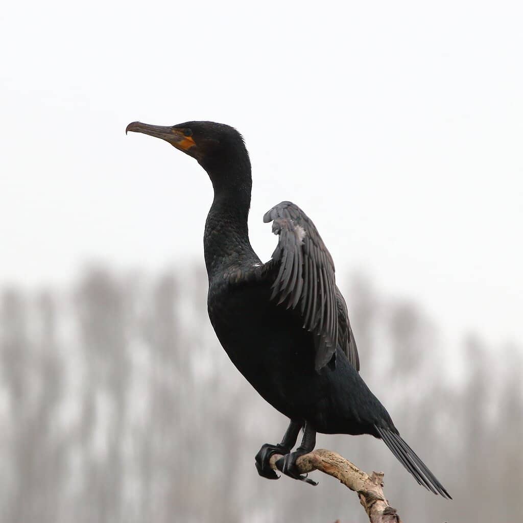 Nene Valley Wetlands