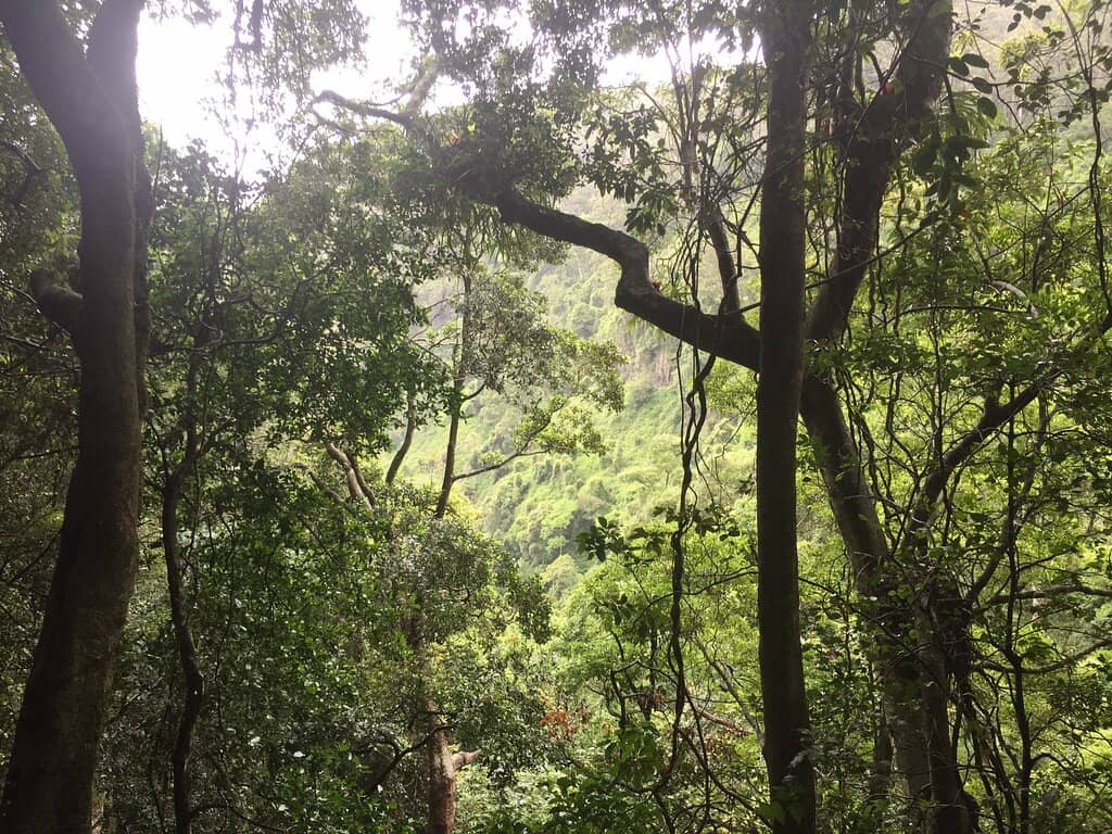 Lush Rainforest Boardwalk