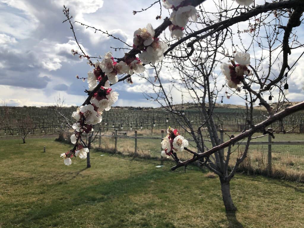 Dog-Friendly Paradise