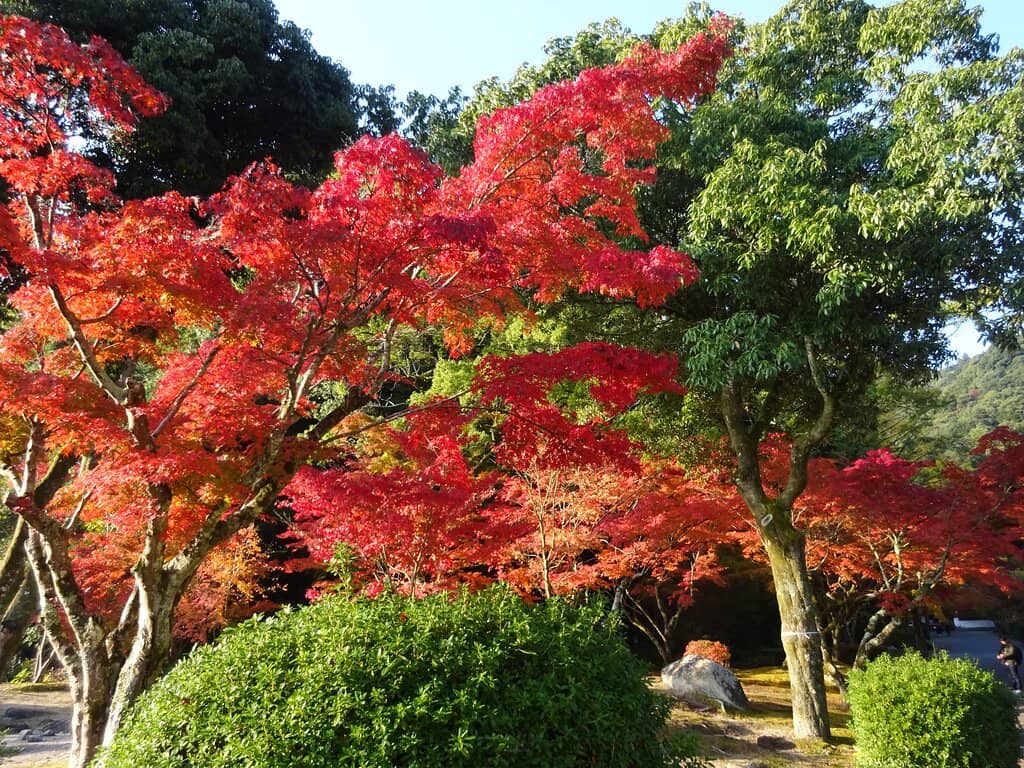 Tosenji Temple