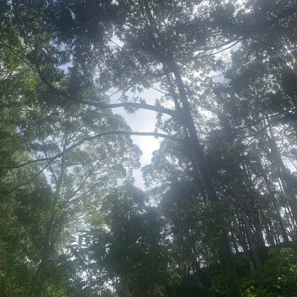 Towering Eucalyptus Trees