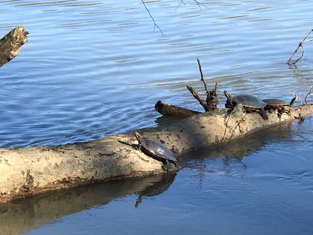 Eagle Nest Viewing Platform