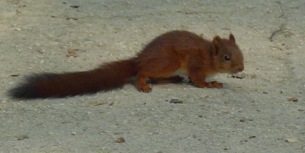 Wooded Paths & Gentle Slopes