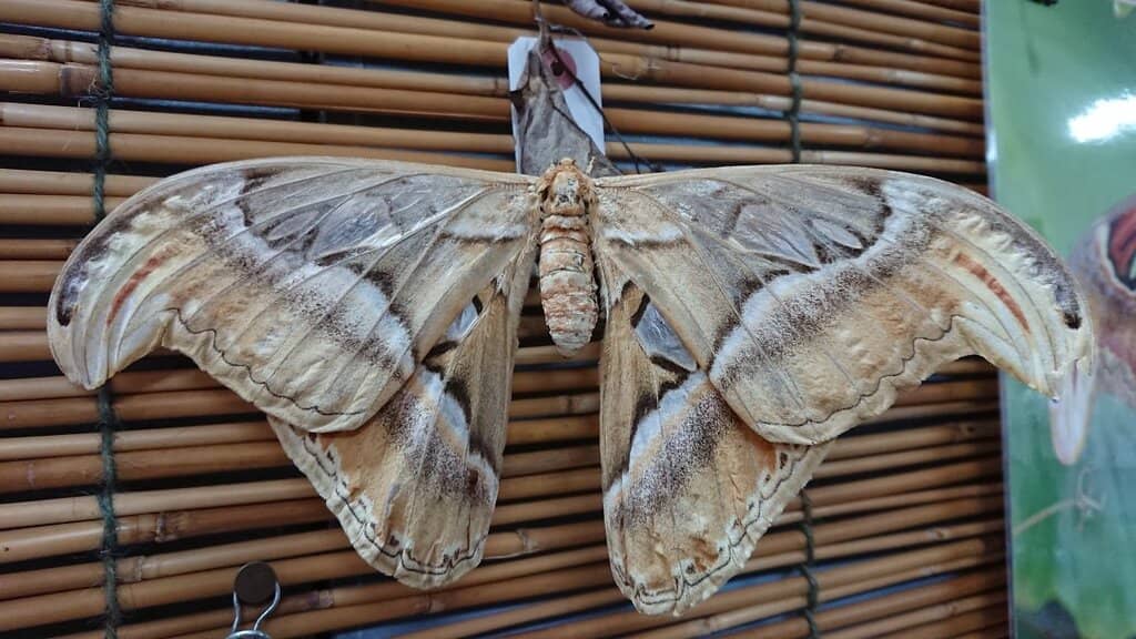 Island Environment Video