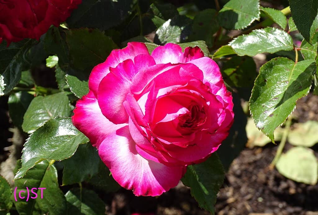 Vibrant Rose Varieties