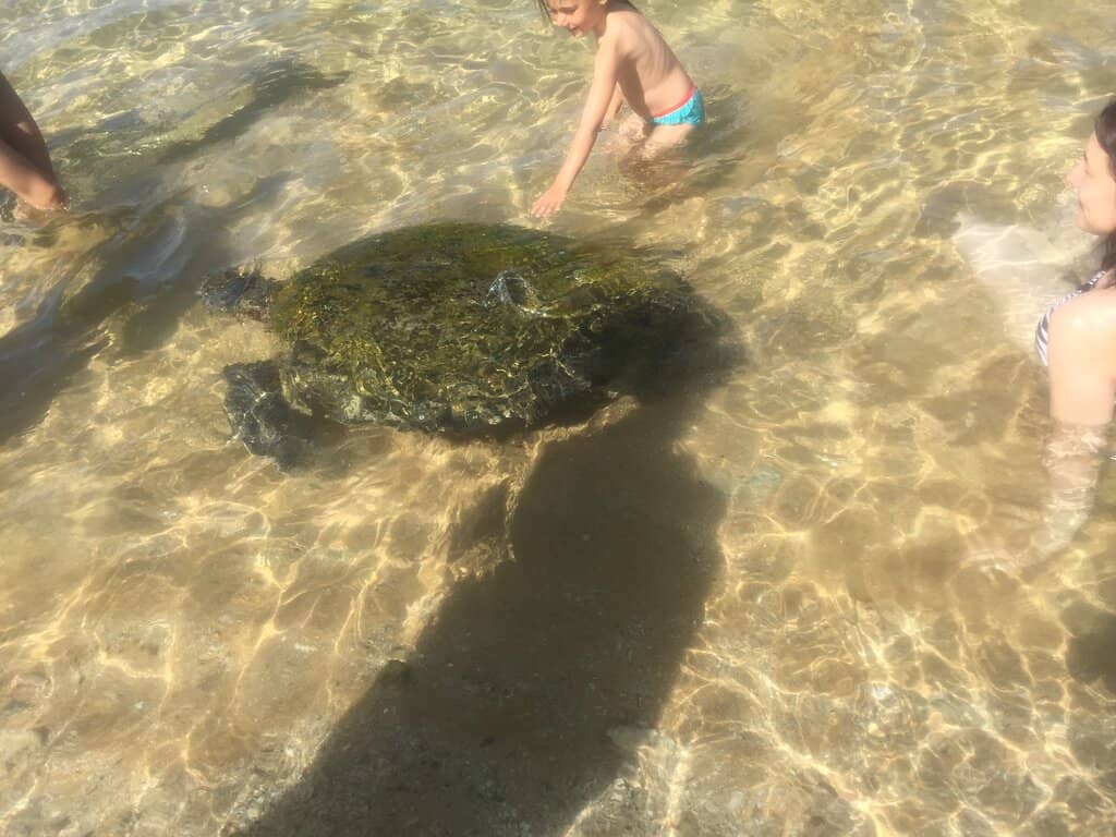 Snorkeling Adventures