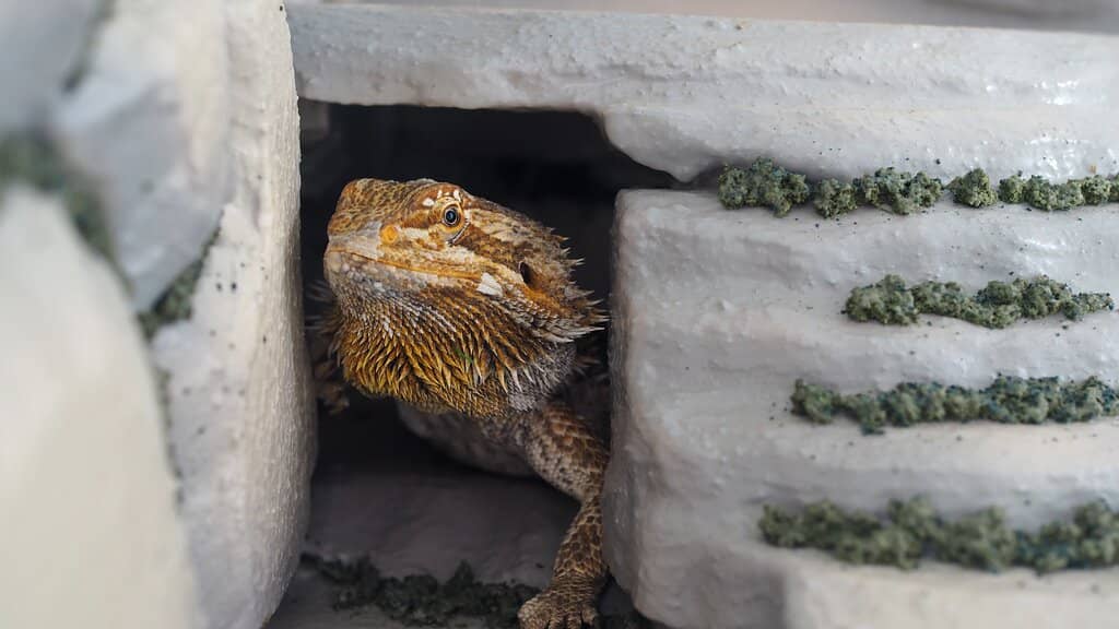 Art & Heritage Collections