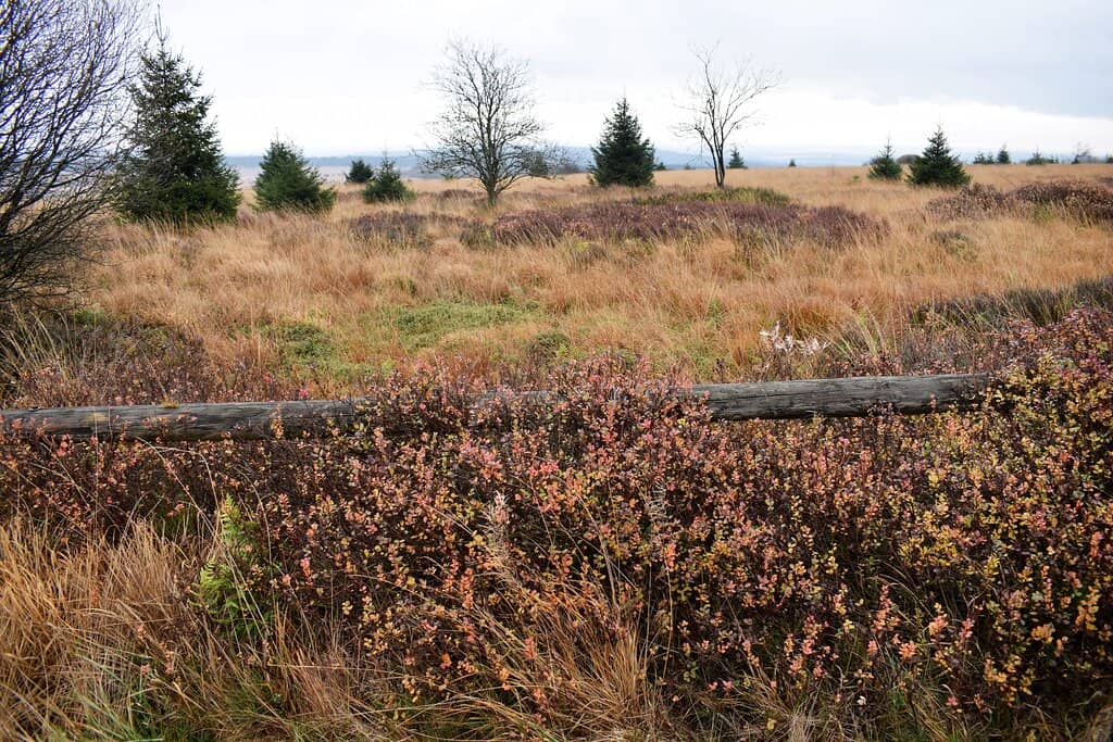 Hautes Fagnes Hiking Trails