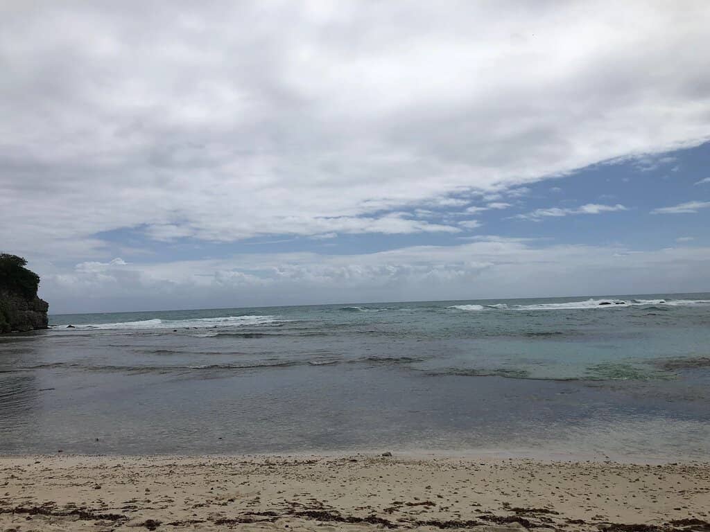 Lush Tropical Vegetation