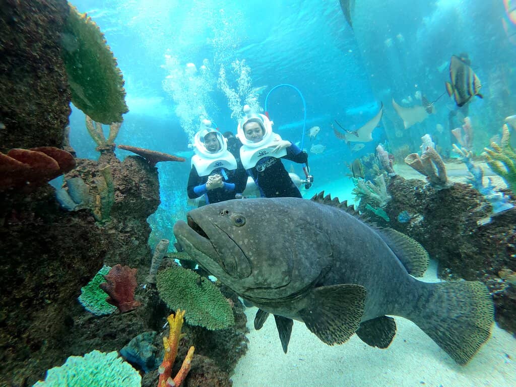 The Grand Oceanarium