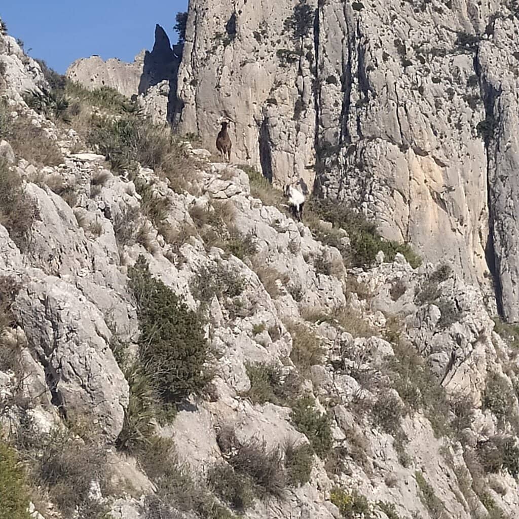 Panoramic Mountain and Coastal Views