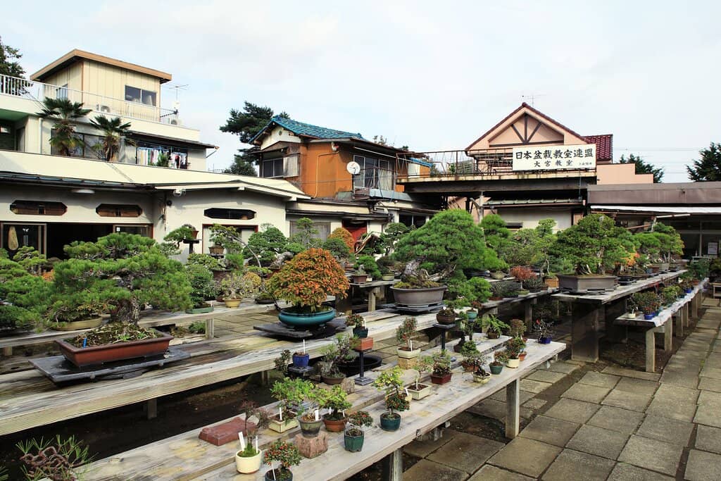 Bonsai Nurseries