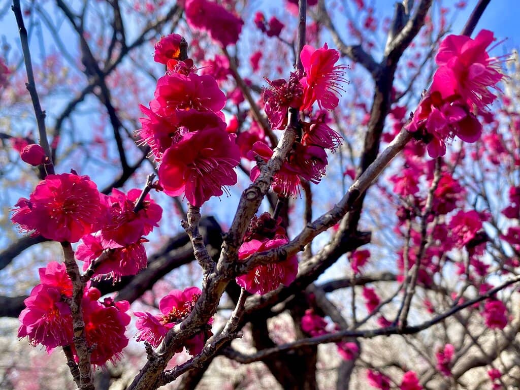 Seasonal Flower Displays