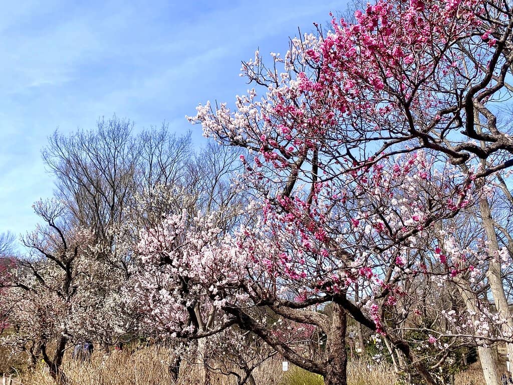 Traditional Japanese Buildings