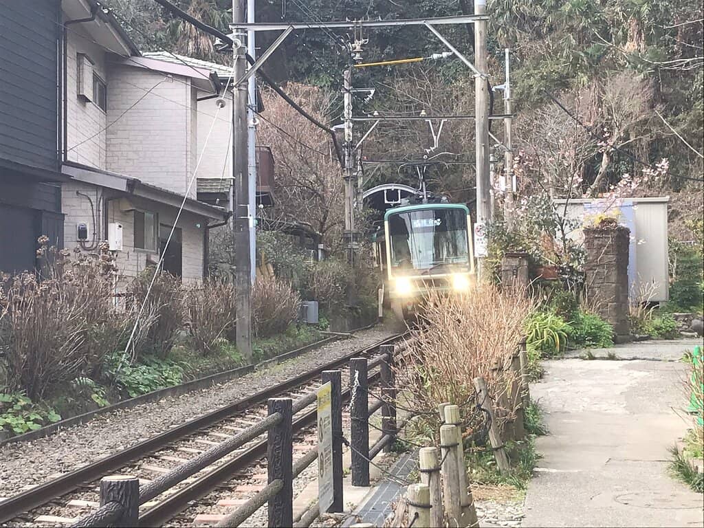 Seasonal Hydrangea Blooms