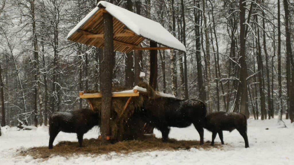 Children's Forest Playground