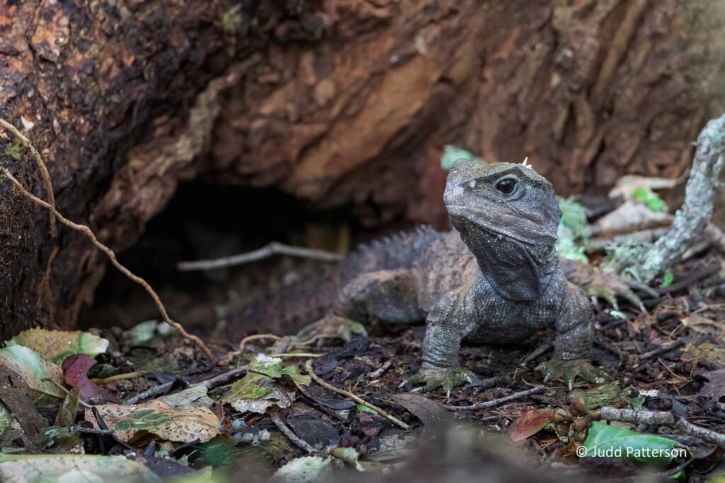 Tiritiri Matangi Lighthouse