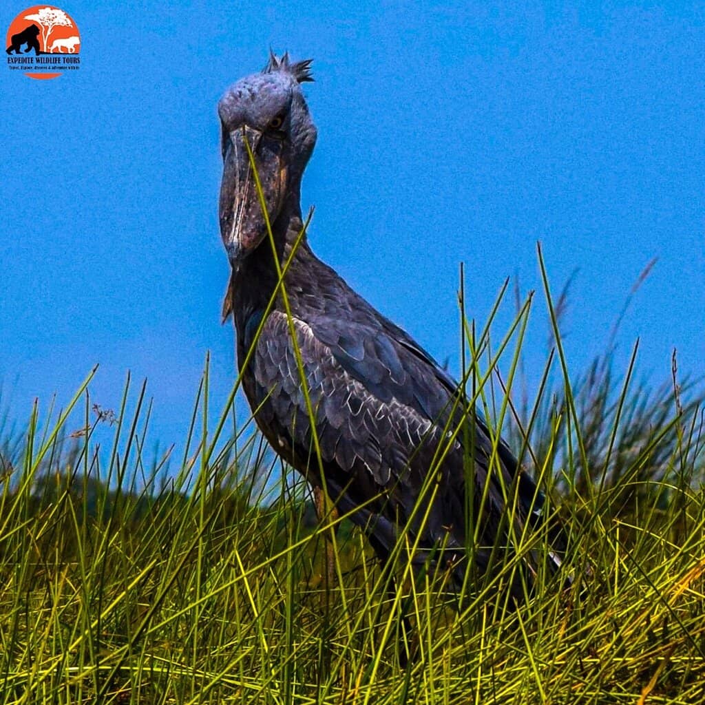 Navigating the Papyrus Maze