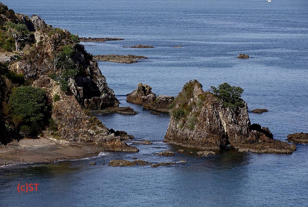 Historic Norfolk Pines