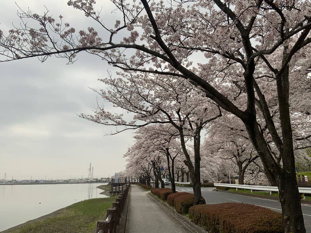 Cherry Blossom Spectacle