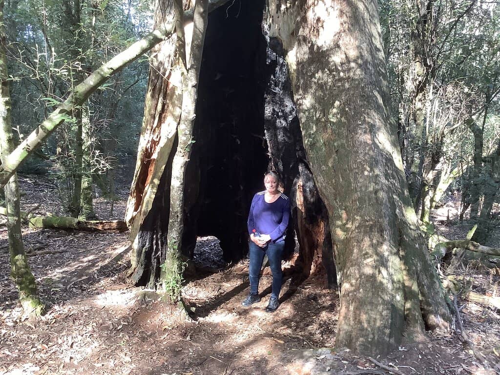 Brady's Tree
